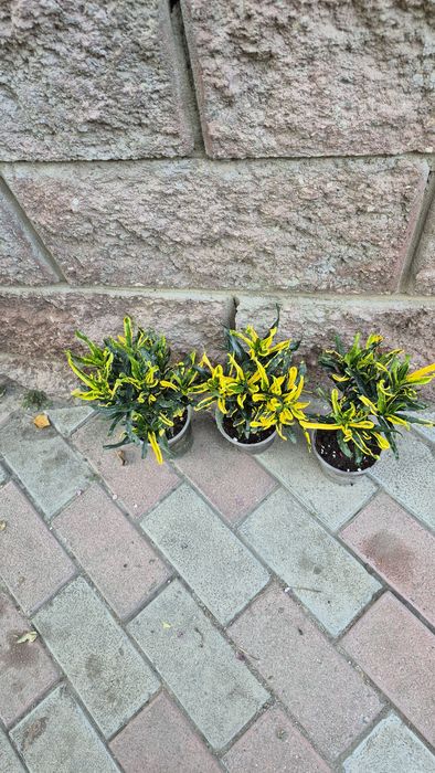 Кротон кротон кротон