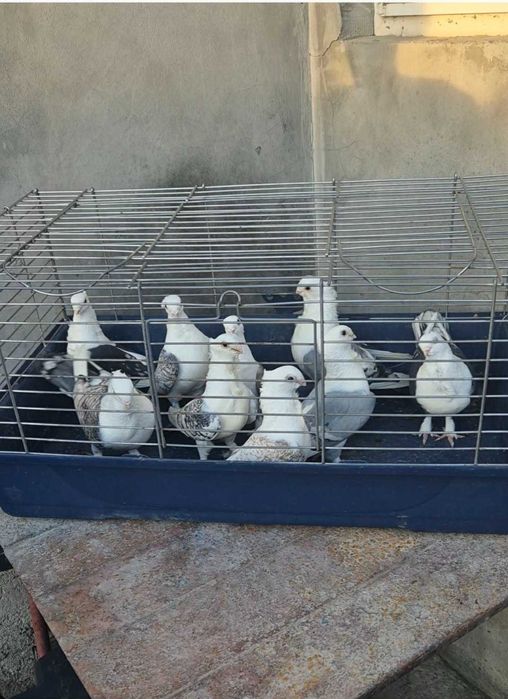Porumbei ,Isi cauta Casuta!!!