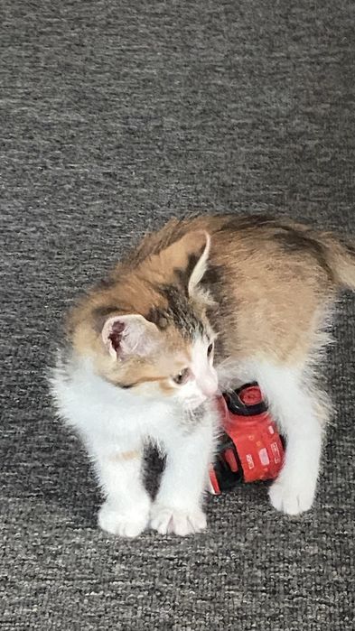 Отдам котенка девочку