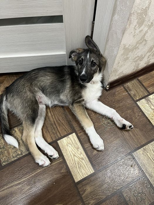 отдам щенка в хорошие руки