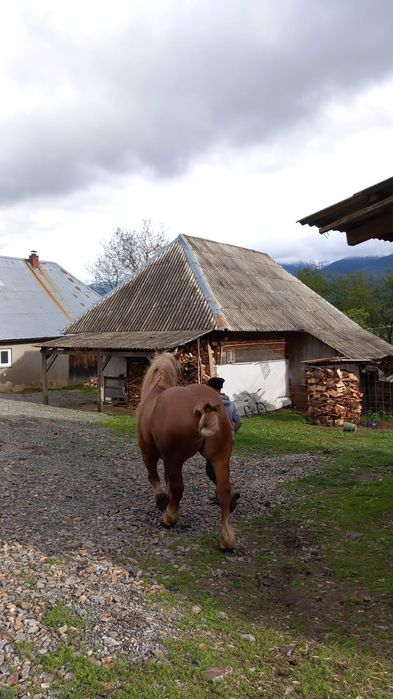 De vanzare cal de 6 ani