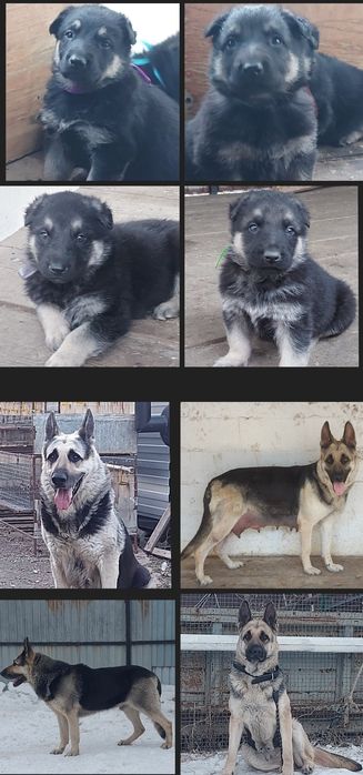 Щенки Восточноевропейской овчарки