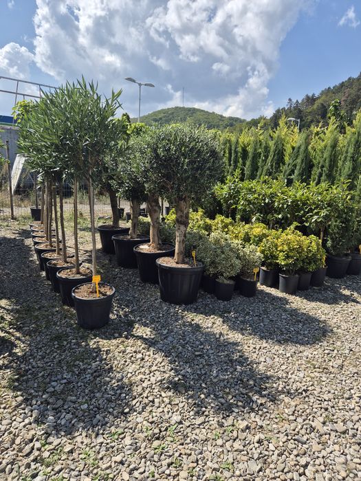 Plante de grădină