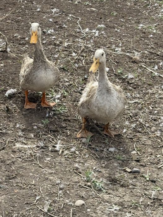 Продам утки 5000 торг есть