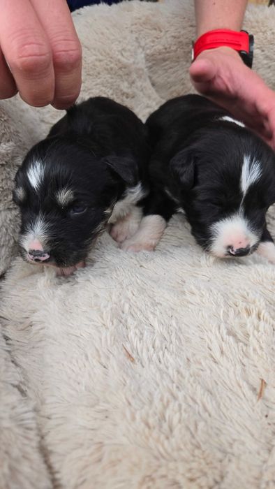 Подарявам кученца - пазачи за двор