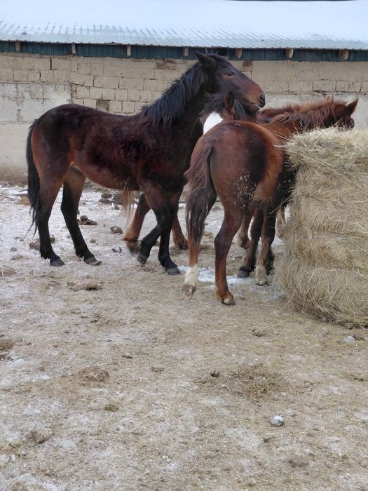 Семіз жылқылар сатылады