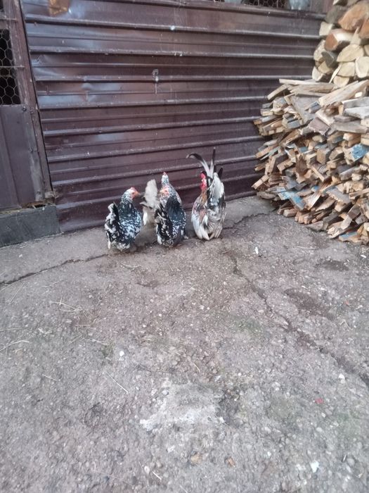 De vanzare Chabo. Mi de flor si strumschi