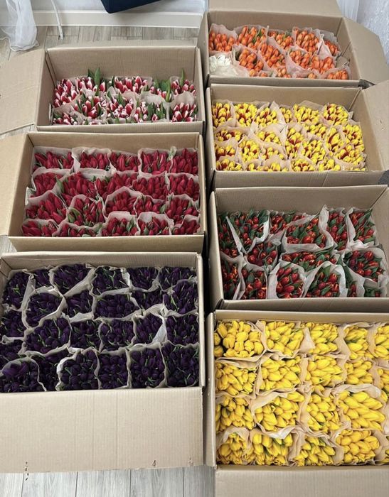 Самые крупные тюльпаны в Казахстане бутон до 10 см