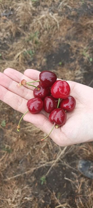 Продавам череши Бигаро Бюрла