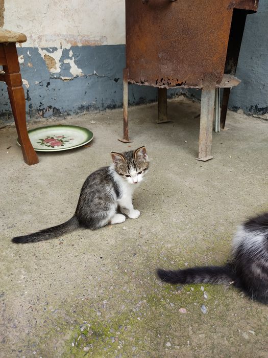 котята два месяца