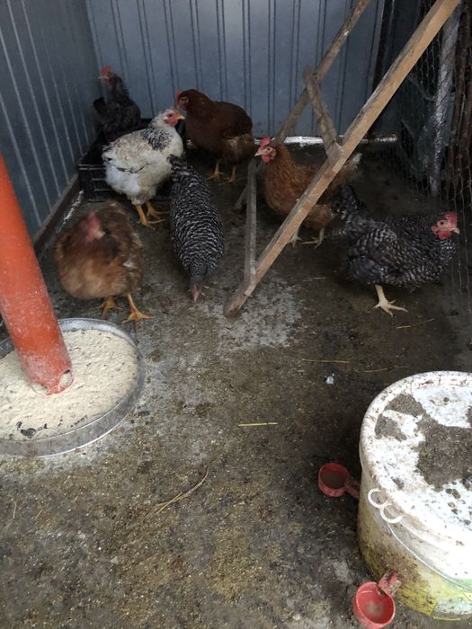 8 gaini ouatoare de casa