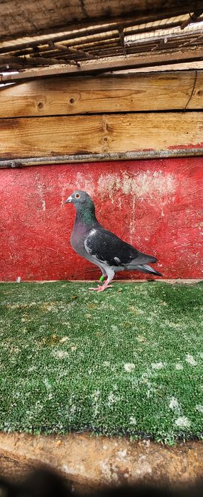 Porumbei voiajori lot 20 buc