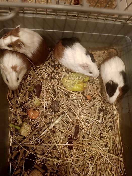 Морские    свинки