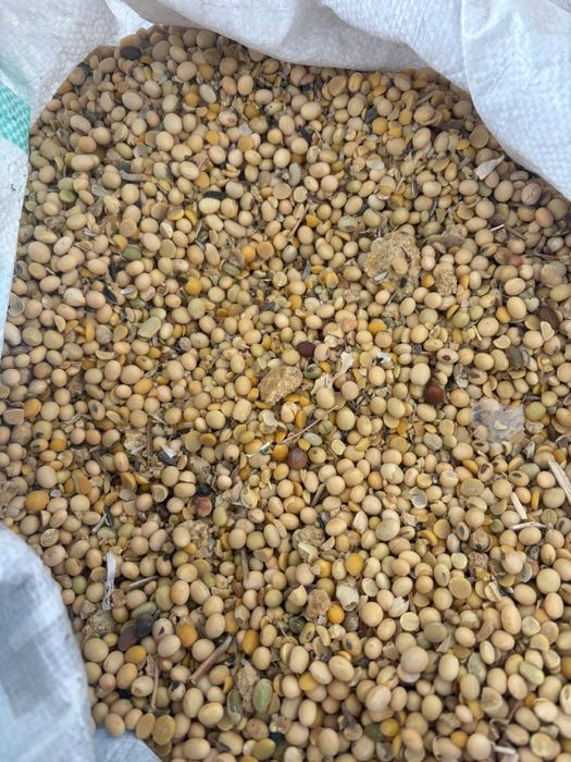 Соя по 450 тенге за килограмм