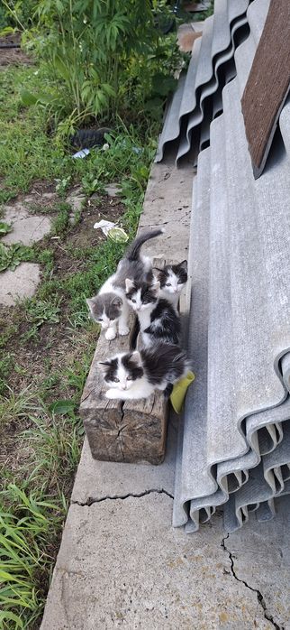 Отдам котят в добрые руки