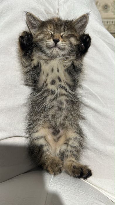 Котята мальчики
