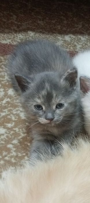 Отдам кошечку в добрые руки