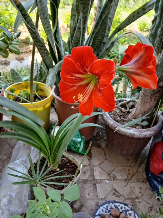 Домашние цветы в горшках разно видны приходите кто любит цветы