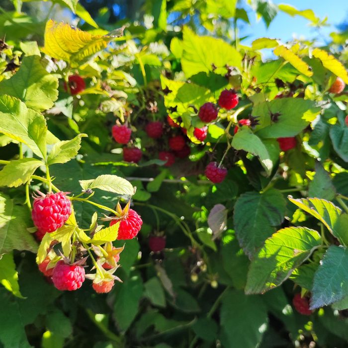 Саженцы  малины ..