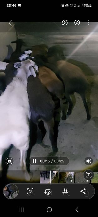 Семіз қойлар сатылады