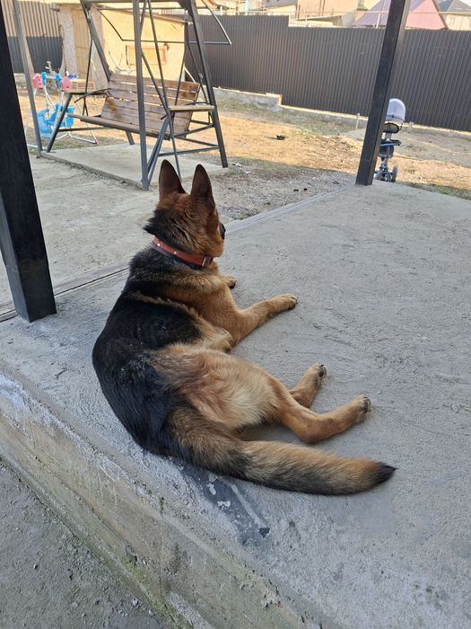 немецкая очварка