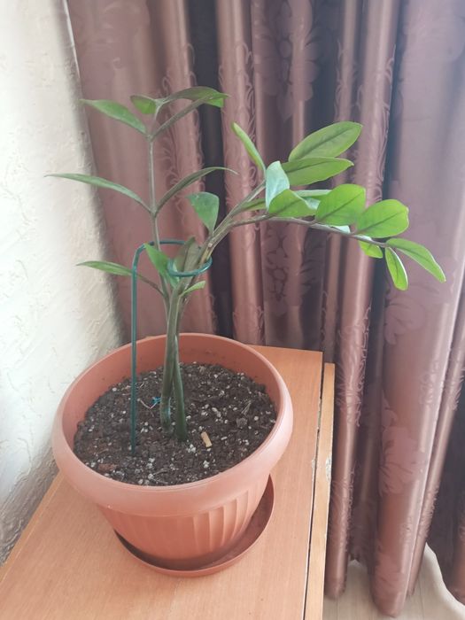 Продаётся цветок Замиакулькас