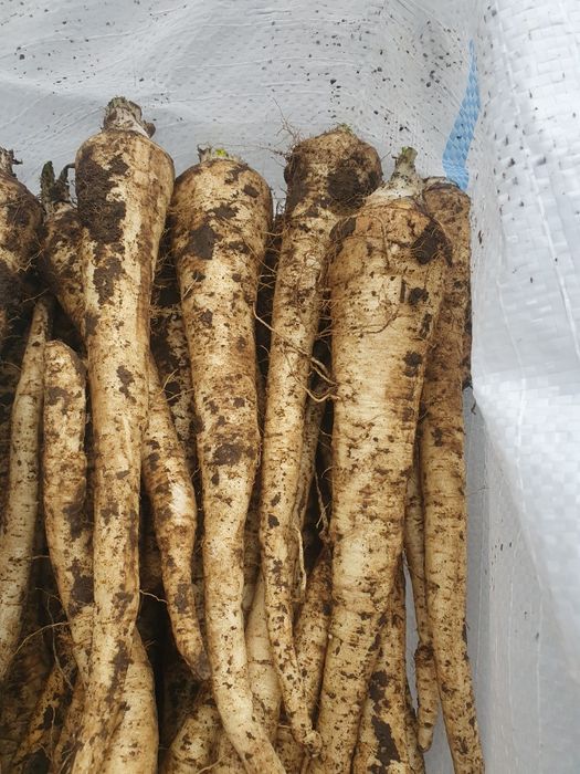 Vând Pătrunjel Pastarnac