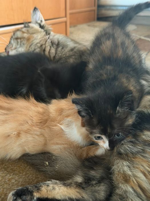 Отдадим котят в добрые руки