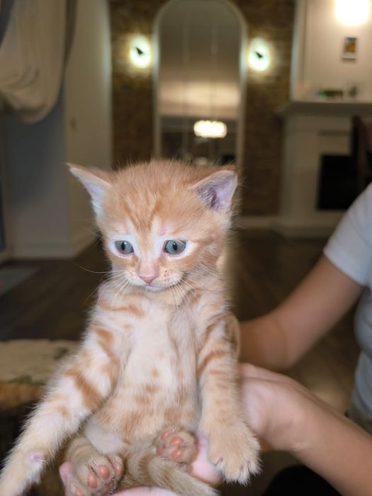 котята британцы чистокровки