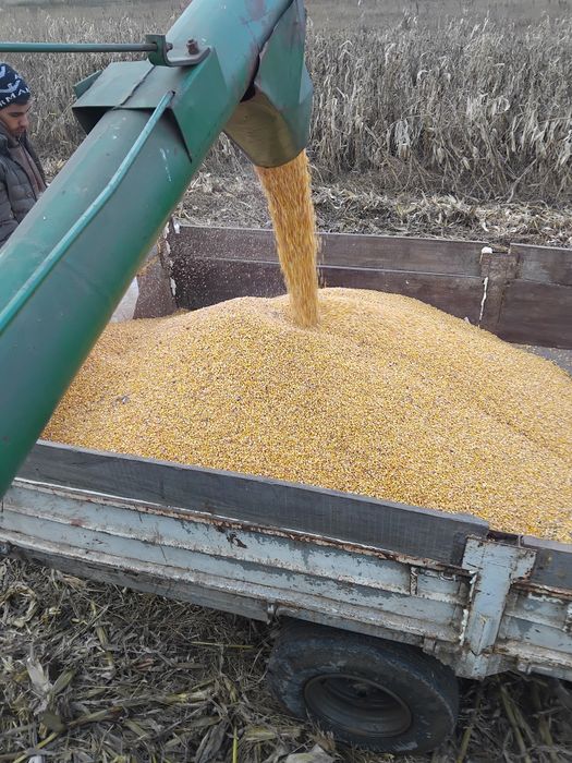 Vând porumb cu umiditate 16 .1leu kg