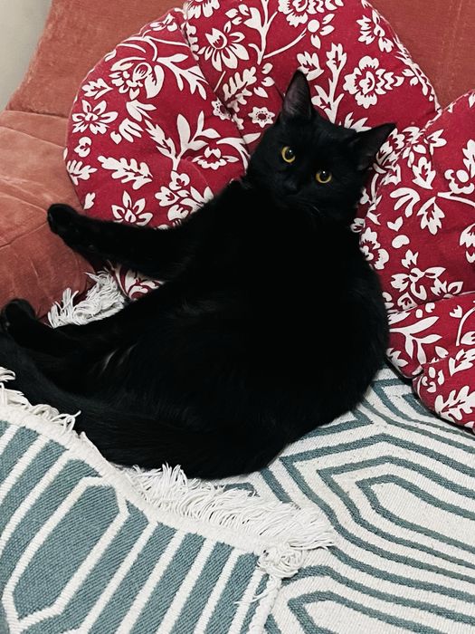 Отдаем девочку котенка в добрые руки