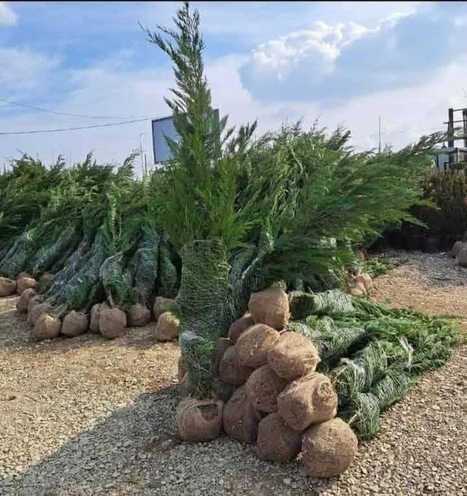 Vând leylandii la ghiveci și la balot