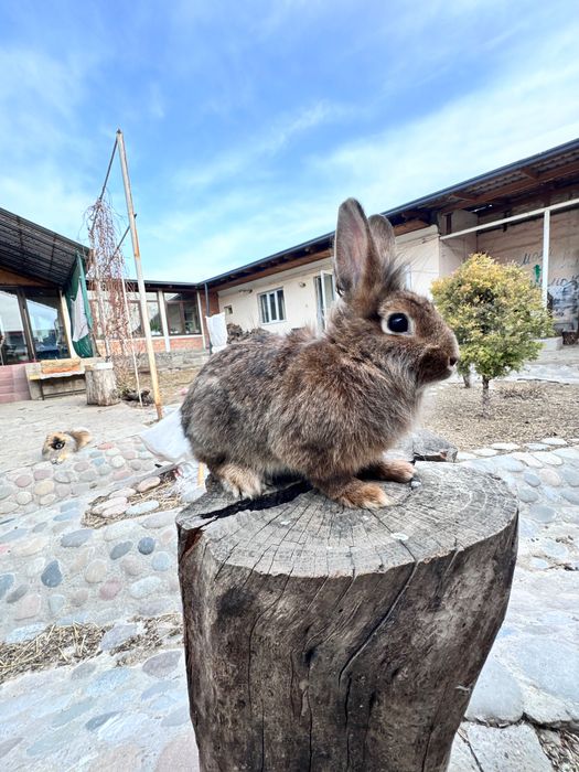Продается кролики львиная голова