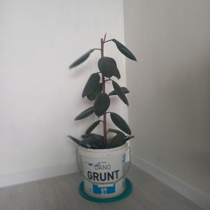 Продам высокий Фикус