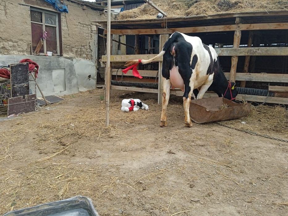 Сиыр сатылады голштейн