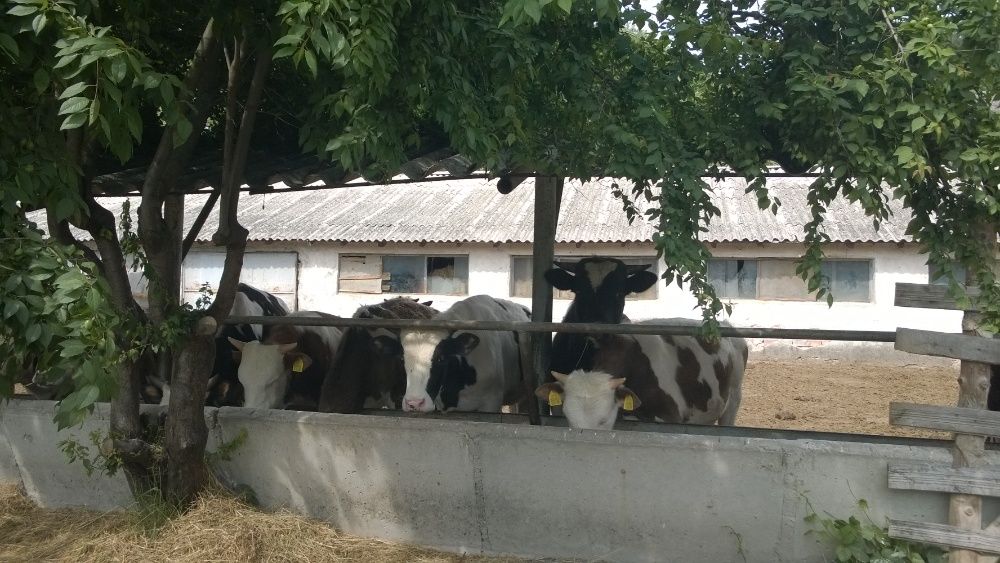 Продава се Парцел в Костенец - 14650 кв.м за 14 €/кв.м - Снимка #22