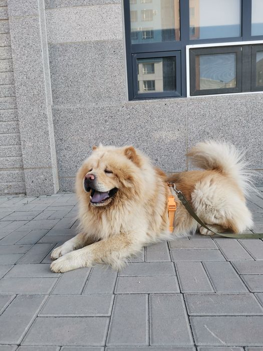 Выгул собак и   зооняня