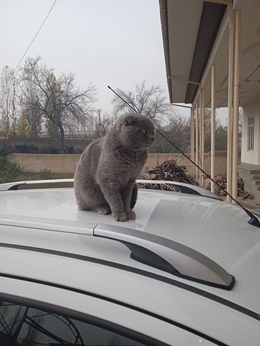 Scotiw FOLD  kelishilgan narhda