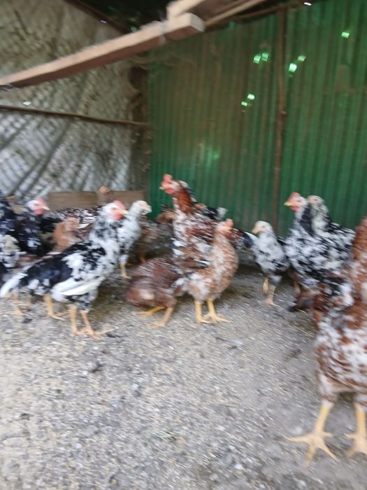Pui Tineret, pita pinta asturiana, marans