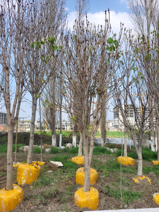 Хар хил турдаги декоратив кучатлар