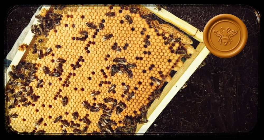 Продам пчелопакеты своя пасека