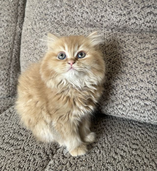 Haylend Strayt mushukcha sotiladi