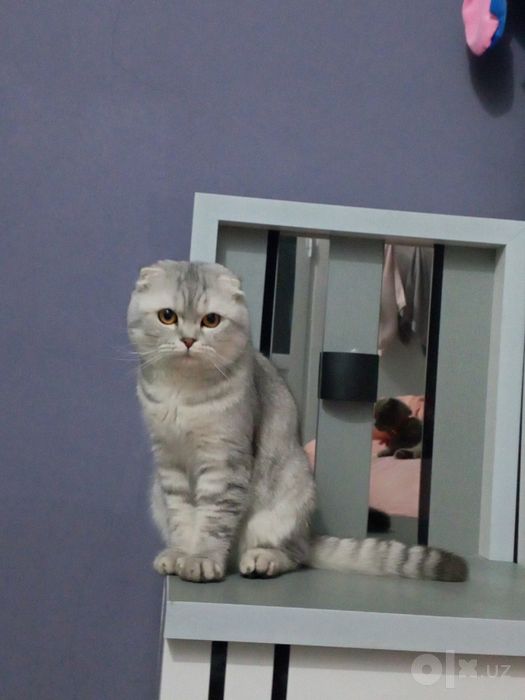 Shu mushuk barter qlinadi qushlarga.
