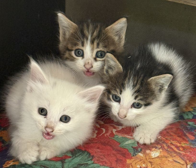 Отдам котят в хорошие руки!