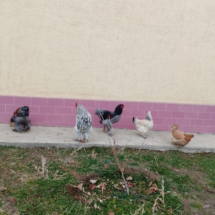 Петух брам и куры