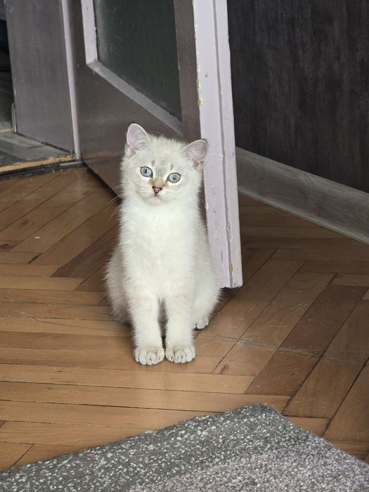 Британски котенца