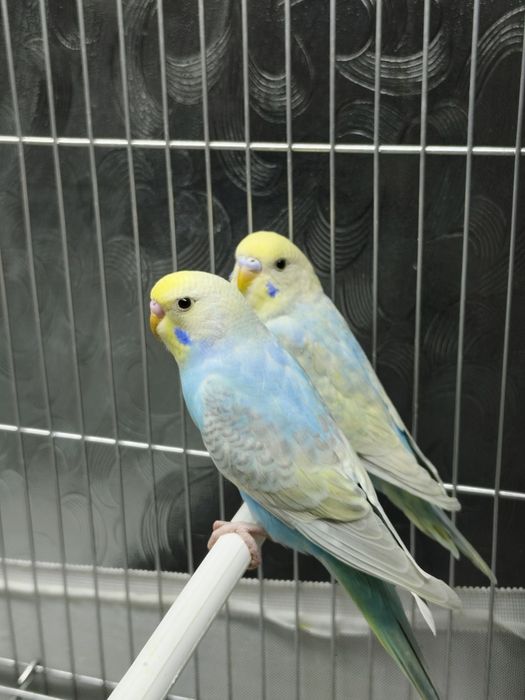 Продам попугай радужный