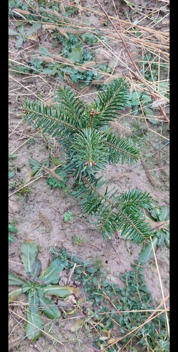 puieți forestieri pentru ampadurire pentru terenurile degradate