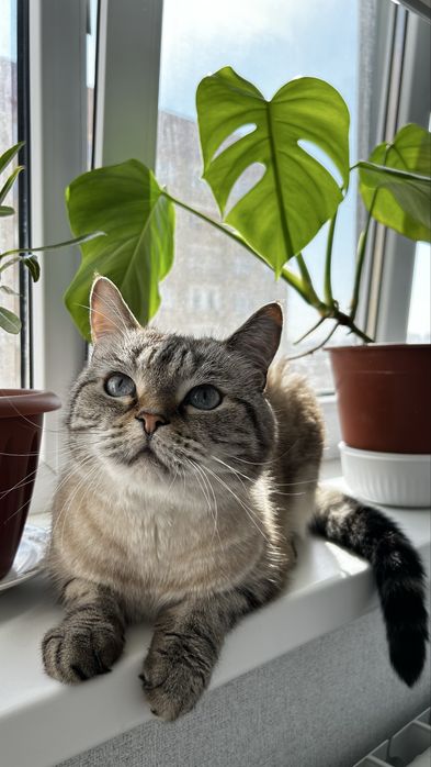 Отдам кота в добрые руки