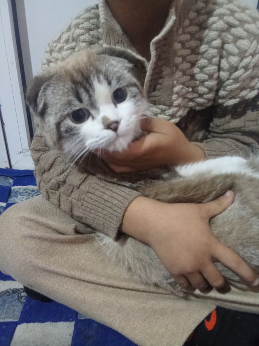 Shatlandkiy mushuk  bolalarga oʻrgangan